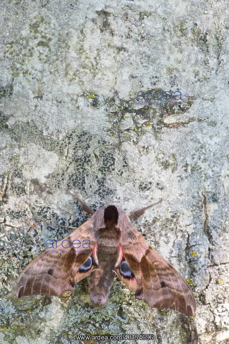  : Eyed Hawk-moth