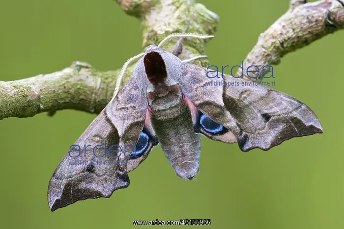 : Eyed Hawk-moth : Eyed Hawk-moth