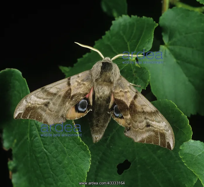 : Eyed hawk moth : Eyed hawk moth