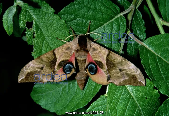 : Eyed HAWK MOTH - female on Sallow (food plant) : Eyed HAWK MOTH - female on Sallow (food plant)