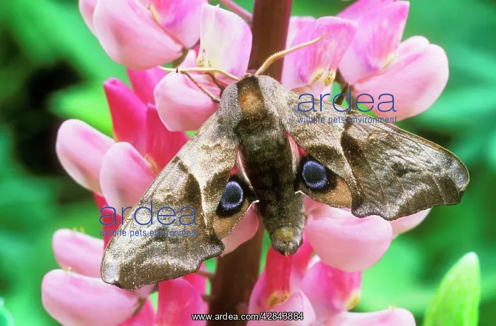 : Eyed Hawk-moth - on Lupin flower : Eyed Hawk-moth - on Lupin flower