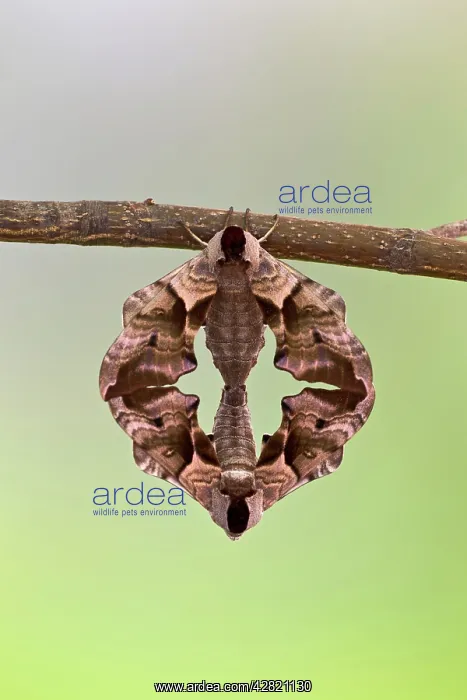  : Eyed Hawk Moth - pair mating