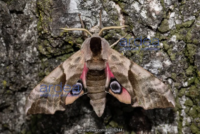 : Eyed hawk-moth (Smerinthus ocellata) : Eyed hawk-moth (Smerinthus ocellata)