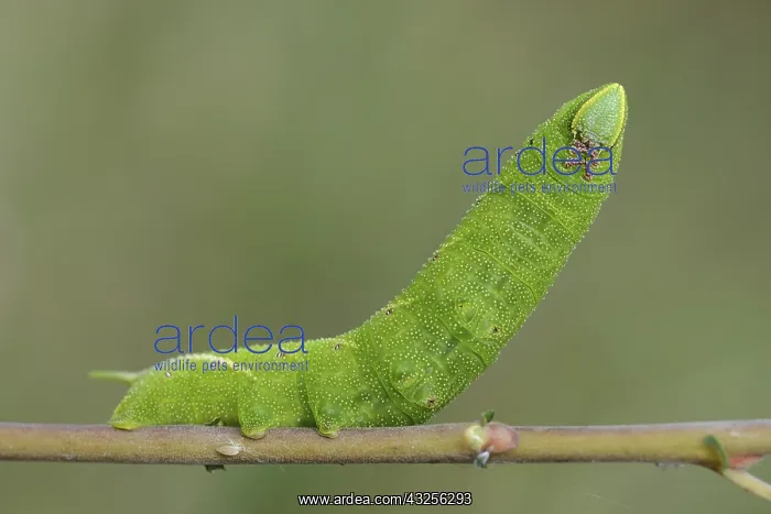 : Eyed hawk-moth (Smerinthus ocellatus) resting o : Eyed hawk-moth (Smerinthus ocellatus) resting o