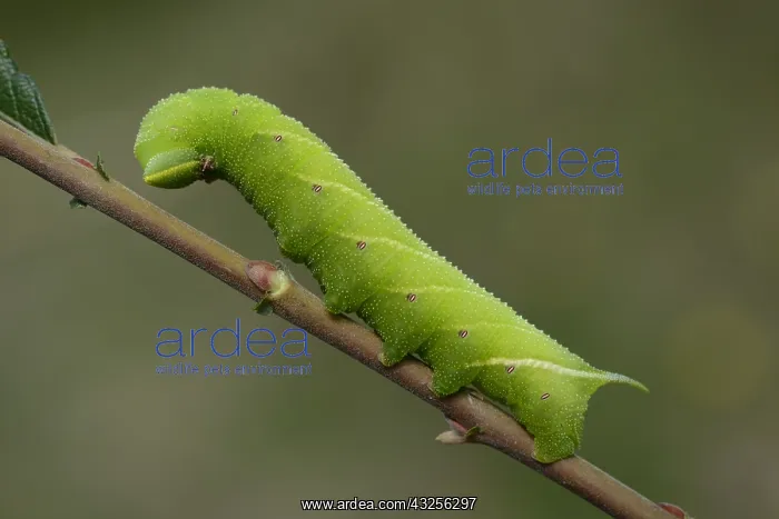 : Eyed hawk-moth (Smerinthus ocellatus) resting o : Eyed hawk-moth (Smerinthus ocellatus) resting o