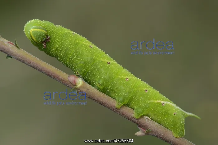  : Eyed hawk-moth (Smerinthus ocellatus) resting o
