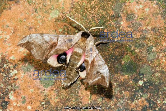 : Eyed Hawkmoth : Eyed Hawkmoth