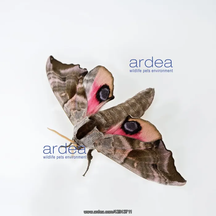 : Eyed Hawkmoth : Eyed Hawkmoth