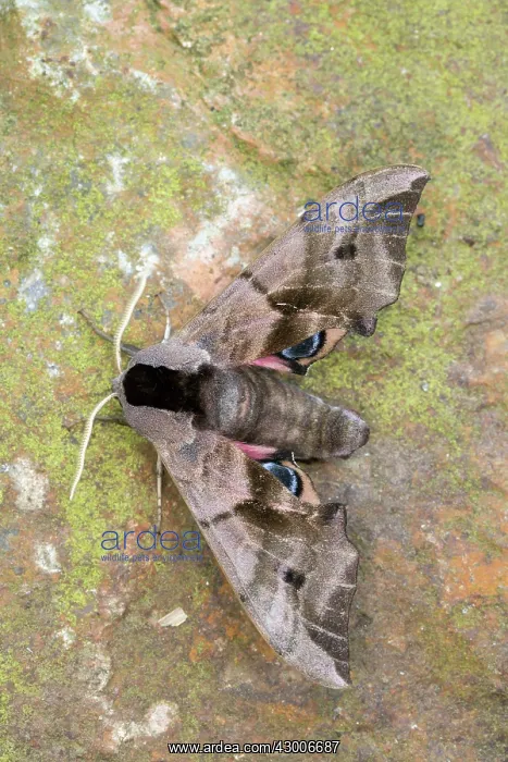 : Eyed Hawkmoth : Eyed Hawkmoth