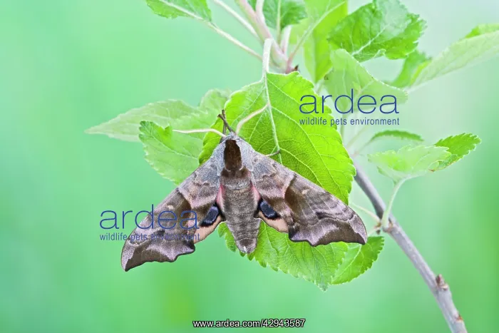 : Eyed Hawkmoth on apple food plant : Eyed Hawkmoth on apple food plant