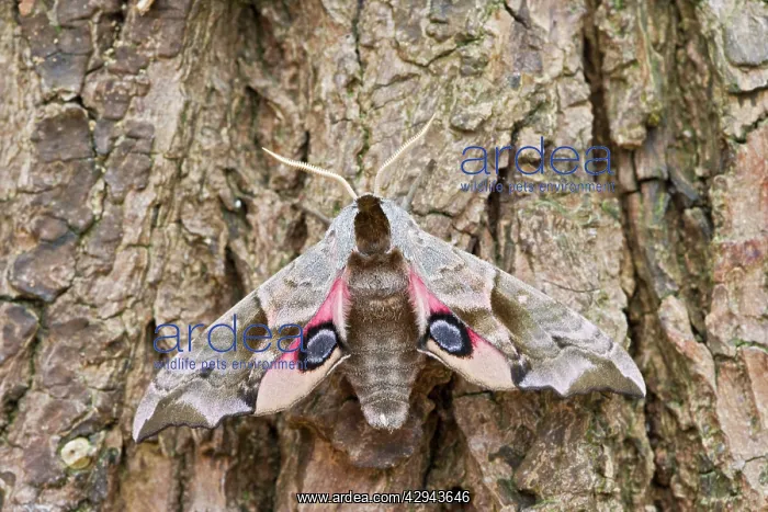 : Eyed Hawkmoth - resting on tree trunk : Eyed Hawkmoth - resting on tree trunk