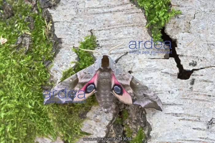 : Eyed Hawkmoth - resting on tree trunk : Eyed Hawkmoth - resting on tree trunk