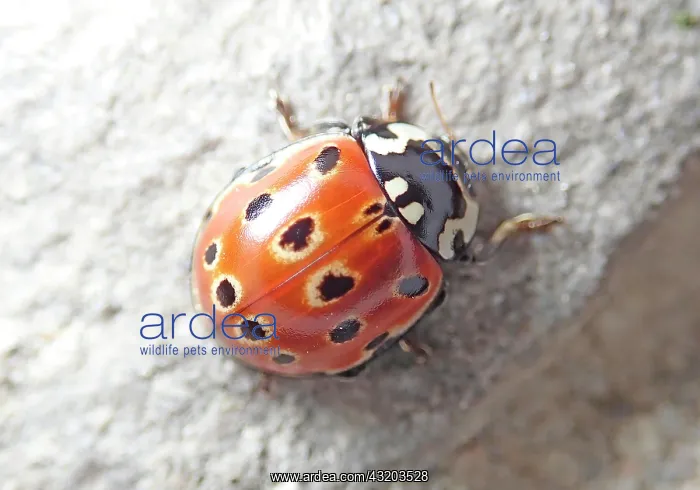 : Eyed ladybug (Anatis ocellata), beneficial insect : Eyed ladybug (Anatis ocellata), beneficial insect