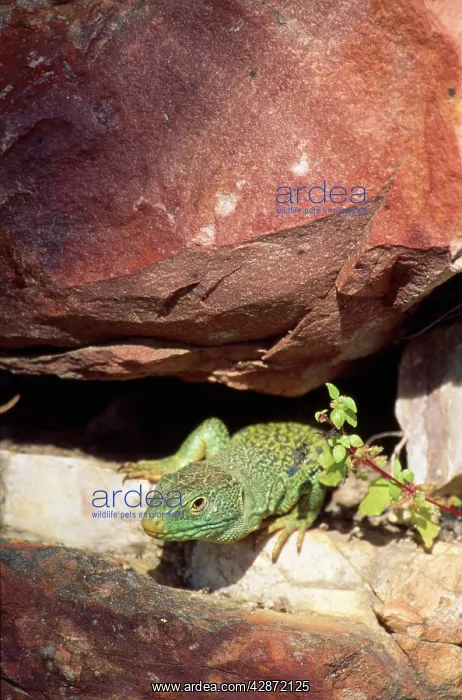 : Eyed / Ocellated LIZARD - MALE : Eyed / Ocellated LIZARD - MALE