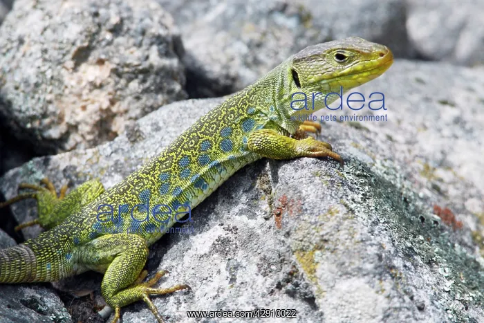: Eyed / Ocellated Lizard - male on rocks : Eyed / Ocellated Lizard - male on rocks