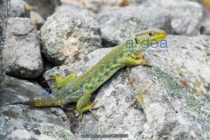: Eyed / Ocellated Lizard - male on rocks : Eyed / Ocellated Lizard - male on rocks