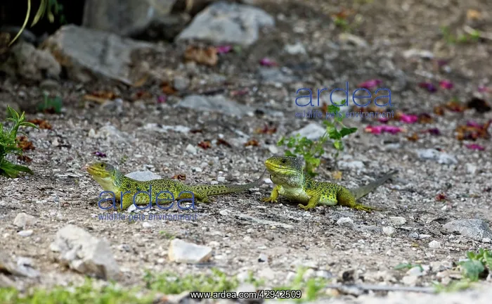 : Eyed / Ocellated Lizards - Male & female : Eyed / Ocellated Lizards - Male & female