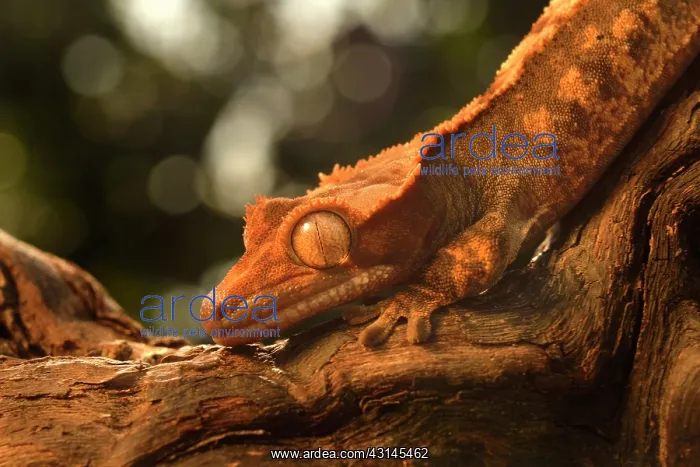 : Eyelash Gecko : Eyelash Gecko