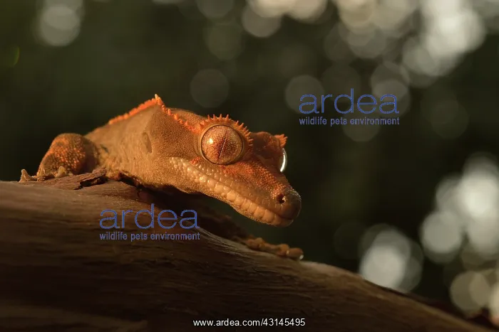: Eyelash Gecko : Eyelash Gecko