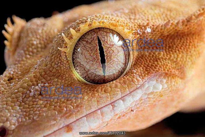 : Eyelash gecko (Corellophus ciliatus) on black background : Eyelash gecko (Corellophus ciliatus) on black background