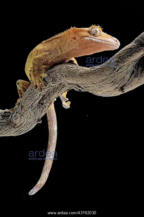 : Eyelash gecko (Corellophus ciliatus) on a branch : Eyelash gecko (Corellophus ciliatus) on a branch