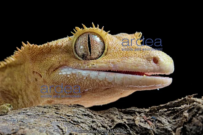 : Eyelash gecko (Correlophus ciliatus), animal portrait : Eyelash gecko (Correlophus ciliatus), animal portrait