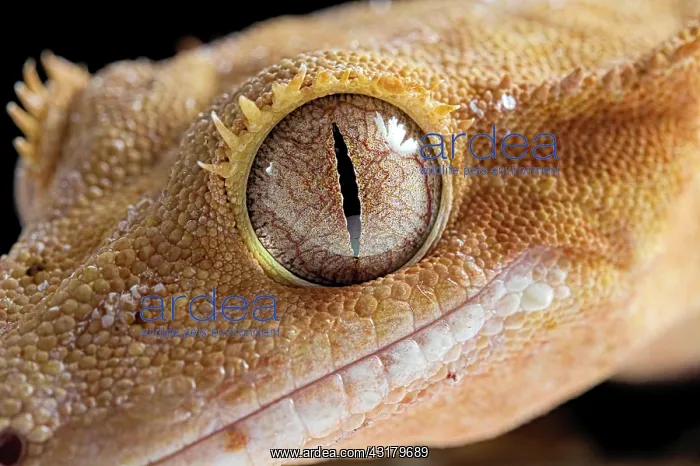 : Eyelash gecko (Correlophus ciliatus), eye, detail : Eyelash gecko (Correlophus ciliatus), eye, detail