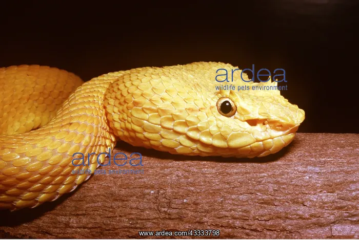 : EYELASH PALM PIT VIPER -GOLDEN : EYELASH PALM PIT VIPER -GOLDEN