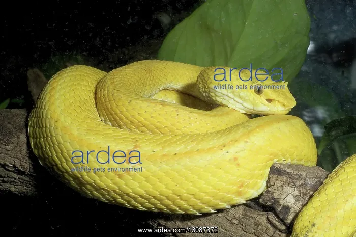 : Eyelash Palm-Pitviper : Eyelash Palm-Pitviper