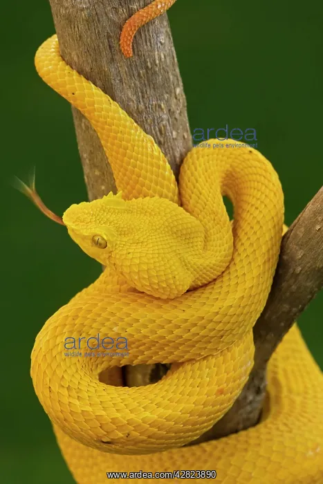 : Eyelash Palm-pitviper - captive - venomous : Eyelash Palm-pitviper - captive - venomous