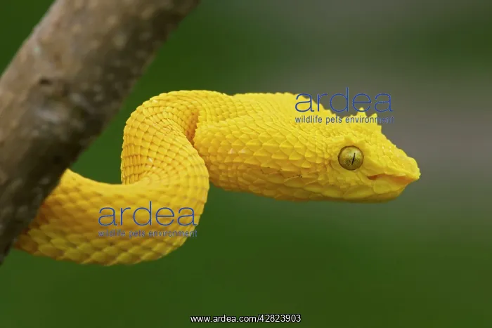 : Eyelash Palm-pitviper - captive - venomous : Eyelash Palm-pitviper - captive - venomous