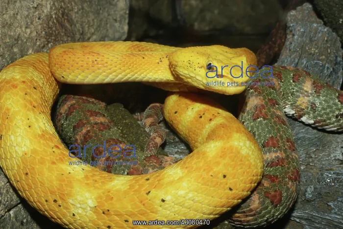 : Eyelash Palm Vipers : Eyelash Palm Vipers