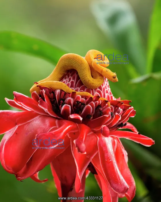  : Eyelash Pit Viper (Bothriechis schlegelii) on a