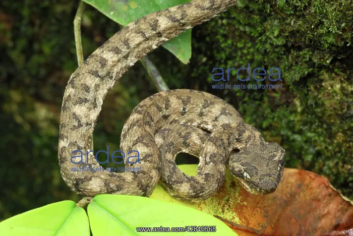 : Eyelash Pit Viper - brown coloration : Eyelash Pit Viper - brown coloration