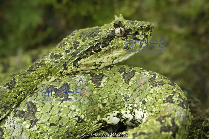 : Eyelash Pit Viper - green coloration : Eyelash Pit Viper - green coloration