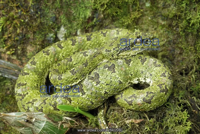 : Eyelash Pit Viper - green coloration : Eyelash Pit Viper - green coloration