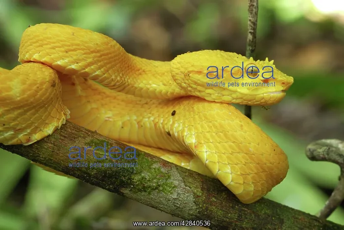 : Eyelash Pit Viper - yellow coloration : Eyelash Pit Viper - yellow coloration