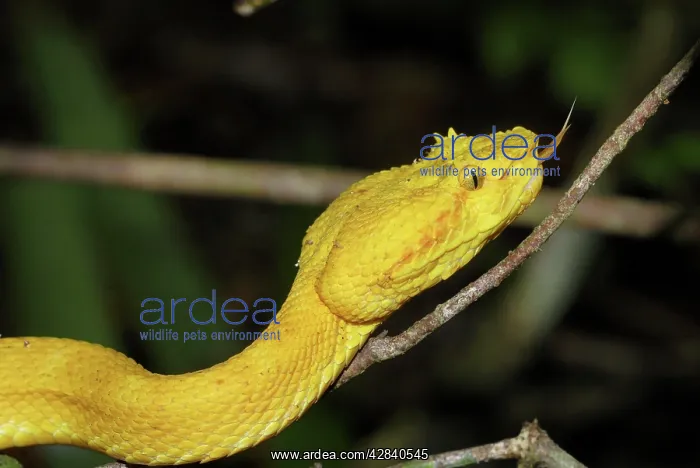 : Eyelash Pit Viper, yellow coloration : Eyelash Pit Viper, yellow coloration
