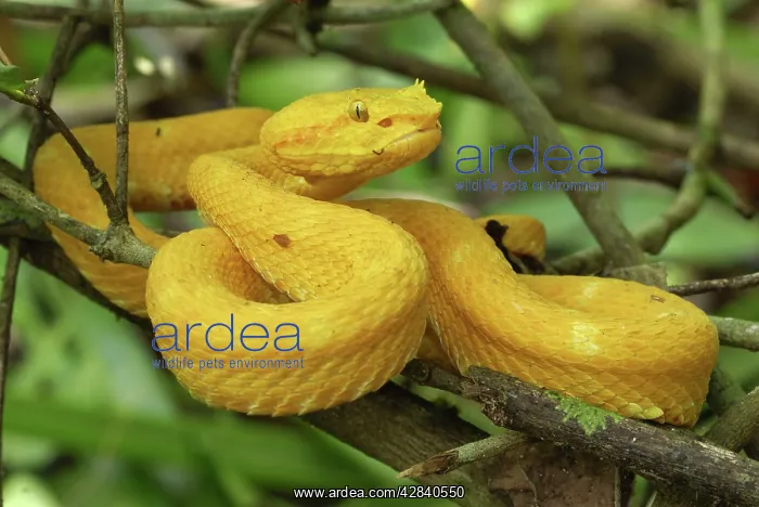 : Eyelash Pit Viper - yellow coloration : Eyelash Pit Viper - yellow coloration