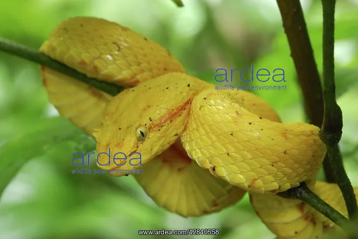 : Eyelash Pit Viper - yellow coloration : Eyelash Pit Viper - yellow coloration