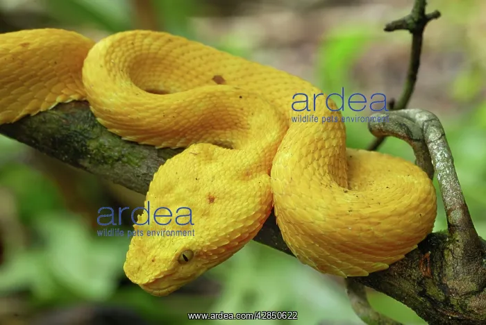: Eyelash Pit Viper - yellow coloration : Eyelash Pit Viper - yellow coloration