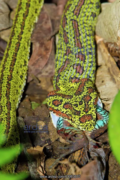 : Eyelash Pitviper : Eyelash Pitviper