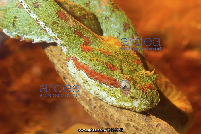 : Eyelash Pitviper : Eyelash Pitviper