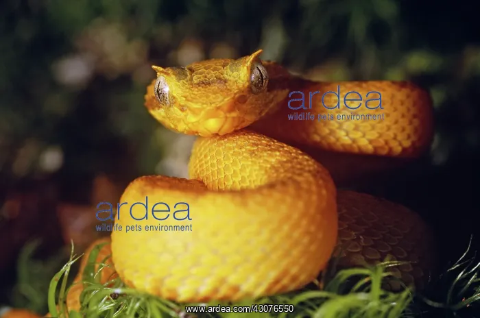 : Eyelash Viper : Eyelash Viper