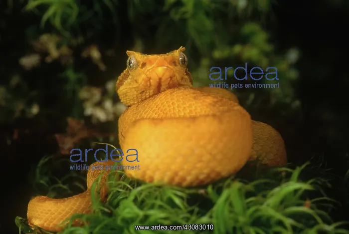 : Eyelash Viper : Eyelash Viper