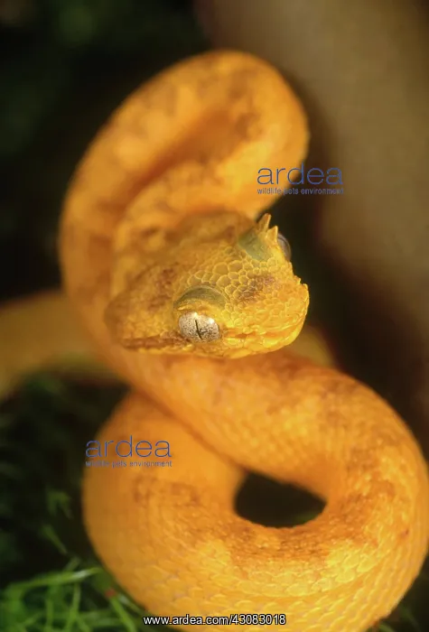 : Eyelash Viper : Eyelash Viper