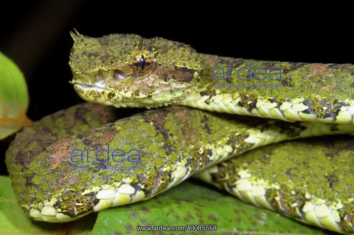 : Eyelash Viper : Eyelash Viper