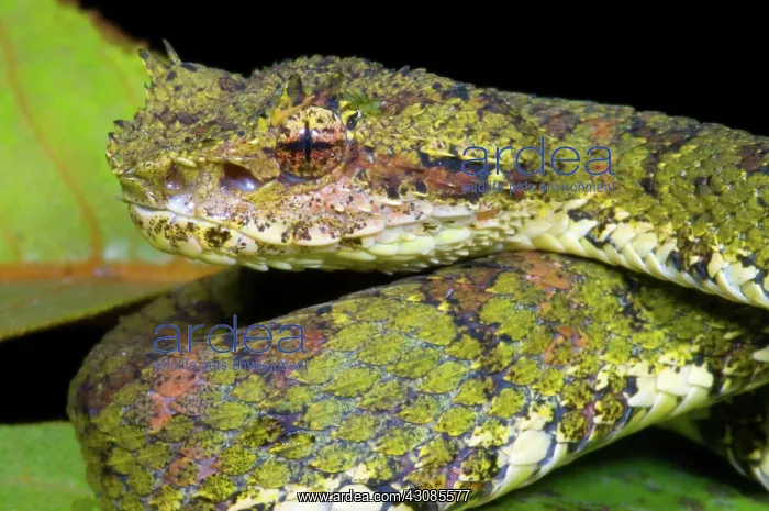 : Eyelash Viper : Eyelash Viper
