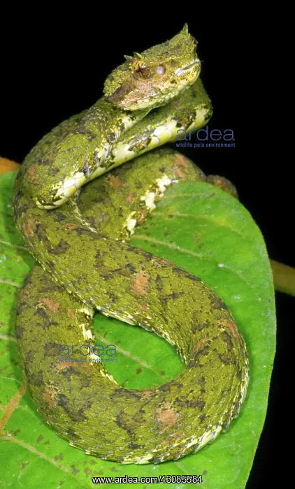 : Eyelash Viper : Eyelash Viper