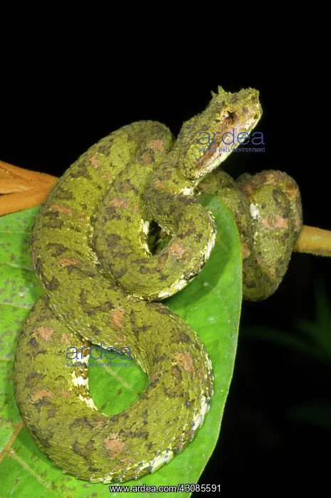 : Eyelash Viper : Eyelash Viper